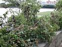 Hochwasser (320)